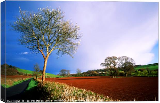 Storm Lighting in a Devon Lane Canvas Print by Paul F Prestidge