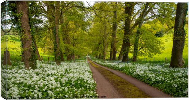 A Devon Drive in Spring Canvas Print by Paul F Prestidge