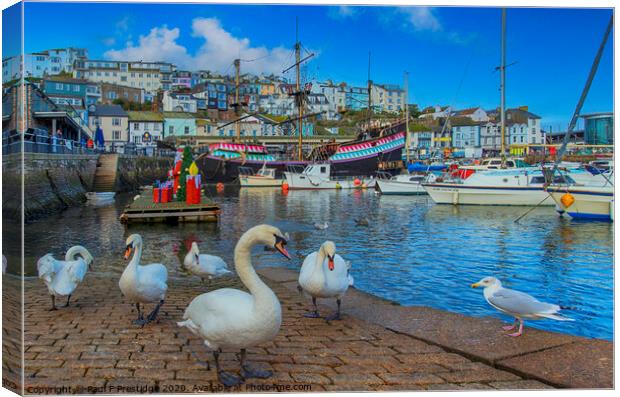 Brixham Harbour Swans at Christmas Canvas Print by Paul F Prestidge