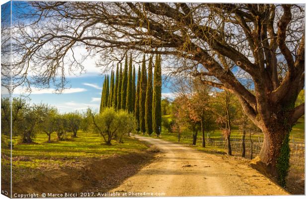 View of a path in the Tuscany countryside Canvas Print by Marco Bicci