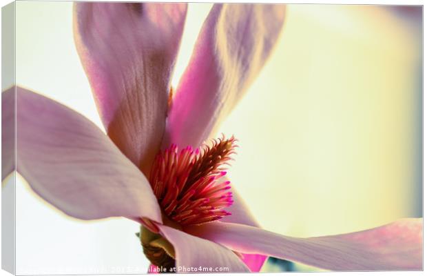 Close up of a pink flower Canvas Print by Marco Bicci