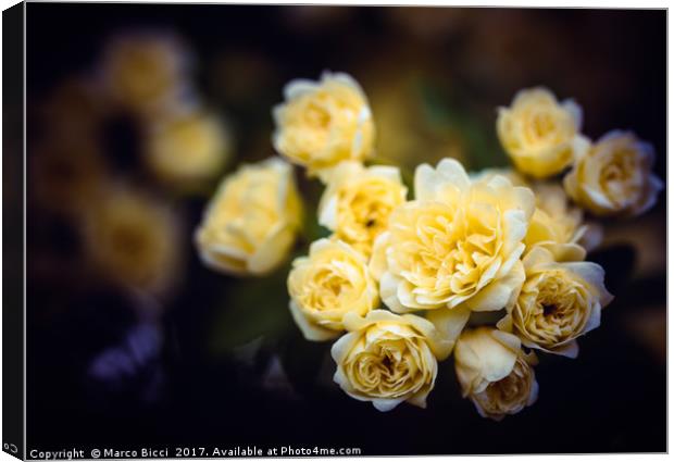Close up of some small roses Canvas Print by Marco Bicci