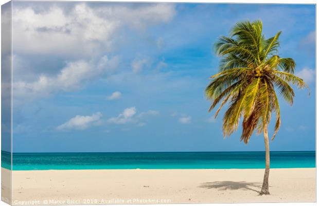 Palm tree alone on the white sand of the Eagle Bea Canvas Print by Marco Bicci