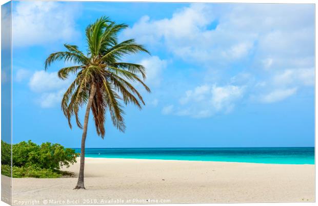 Palm tree alone on the white sand of the Eagle Bea Canvas Print by Marco Bicci