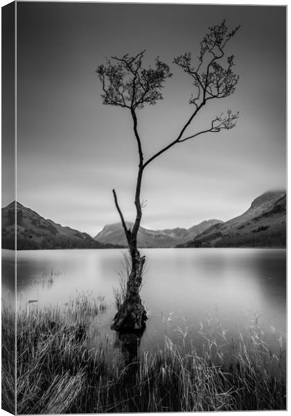 The Lone Tree  Canvas Print by Charlie Gott