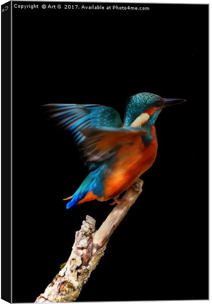 Kingfisher on Black Canvas Print by Art G