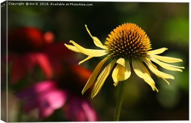 Yellow Echinacea Canvas Print by Art G
