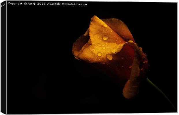 Raindrops on California Poppy Canvas Print by Art G