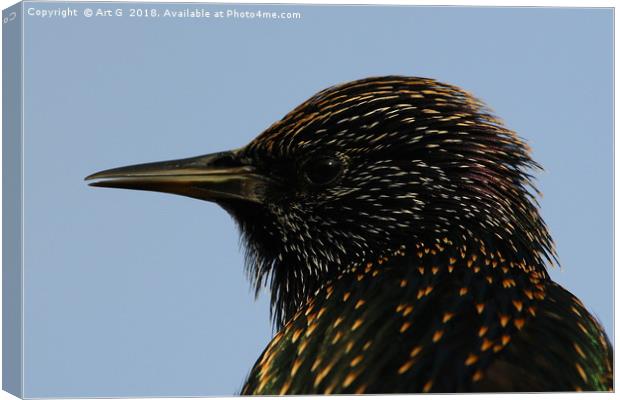 Starling in Profile Canvas Print by Art G
