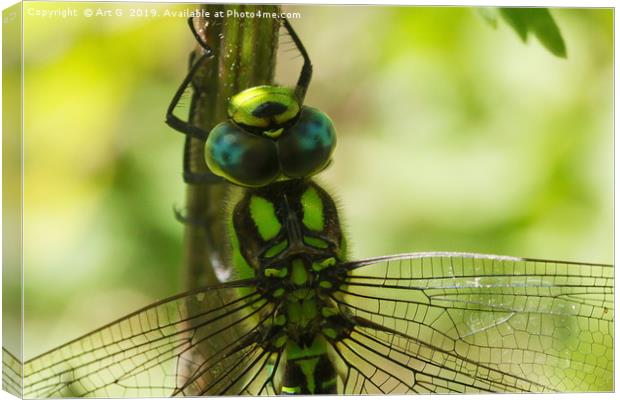 Southern Hawker Canvas Print by Art G