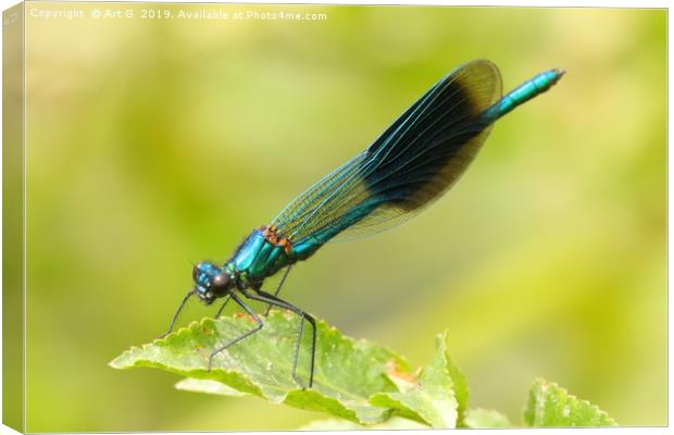 Banded Demoiselle Canvas Print by Art G