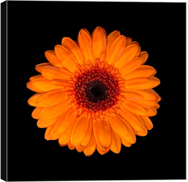 Orange Is The New Black Canvas Print by Jennifer Higgs