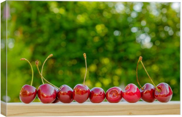Cherry ripe red natural background.  Canvas Print by Yury Petrov