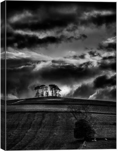 Beech Copse Alsop en Le dale Derbyshire Canvas Print by Nick Lukey