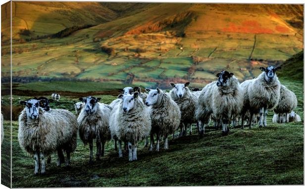 Sheep on Mam Tor Derbyshire Canvas Print by Nick Lukey