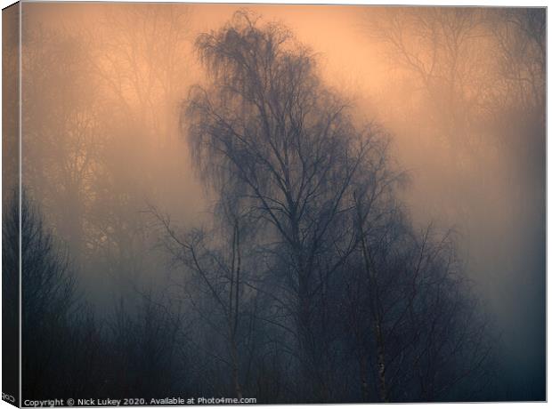 Silver birch on a misty morning Canvas Print by Nick Lukey