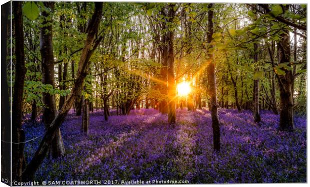 Bluebells evening colour Sun burst Canvas Print by sam COATSWORTH
