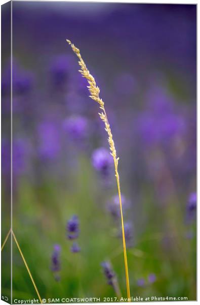 Lavender and Gold Solo Canvas Print by sam COATSWORTH