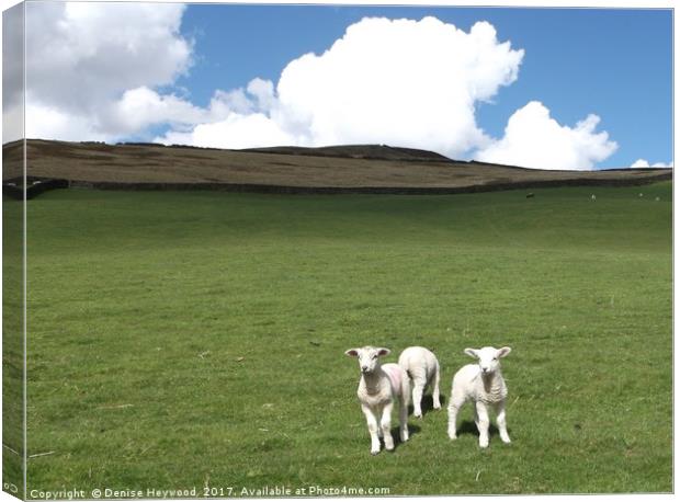 Lambs at Mossy Lea Canvas Print by Denise Heywood