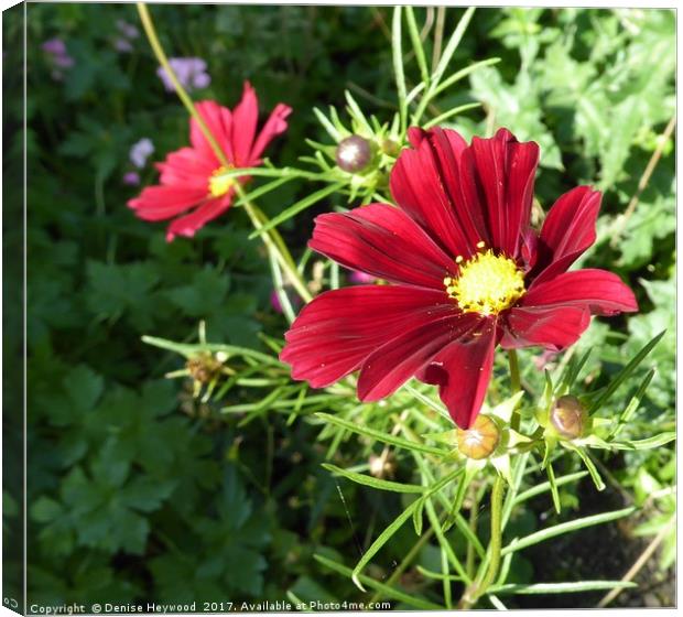 Red Cosmos Canvas Print by Denise Heywood