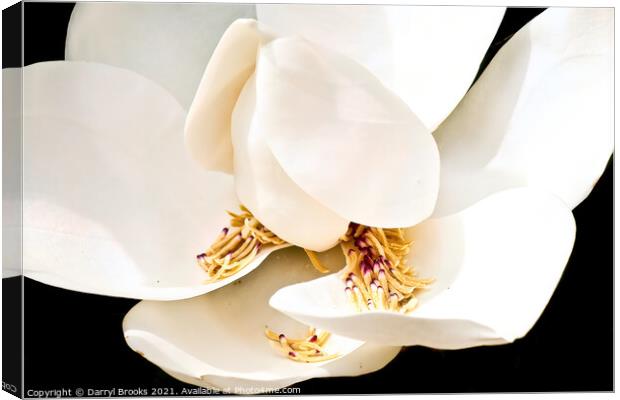 Magnolia Blossom with Stamens in Petals Canvas Print by Darryl Brooks