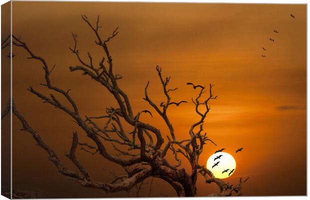 Pelicans Flying Over Dead Tree Canvas Print by Darryl Brooks