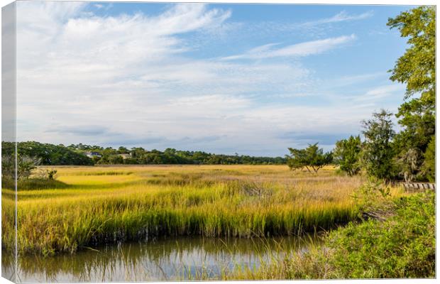 Golden Green Marsh Under Blue Skies Canvas Print by Darryl Brooks