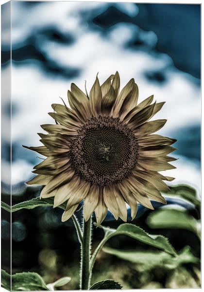 Dark Sunflower Canvas Print by Darryl Brooks
