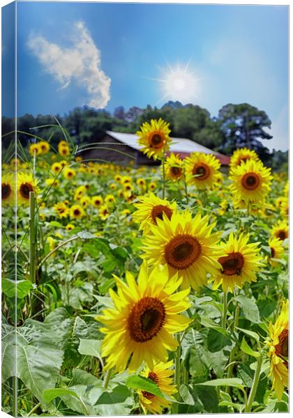 Bright Sunflowers Under Nice Skies Canvas Print by Darryl Brooks