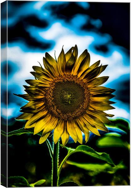 One Bright Sunflower    Canvas Print by Darryl Brooks