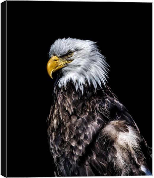 Eagle on Black  Canvas Print by Darryl Brooks