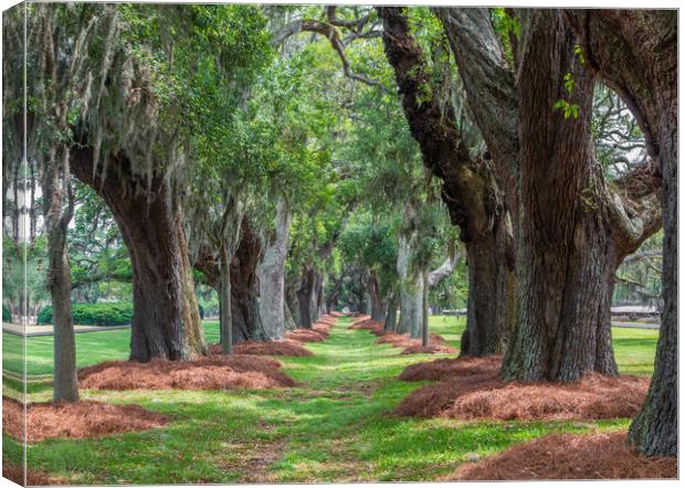 Avenue of Oaks Over Grass Canvas Print by Darryl Brooks