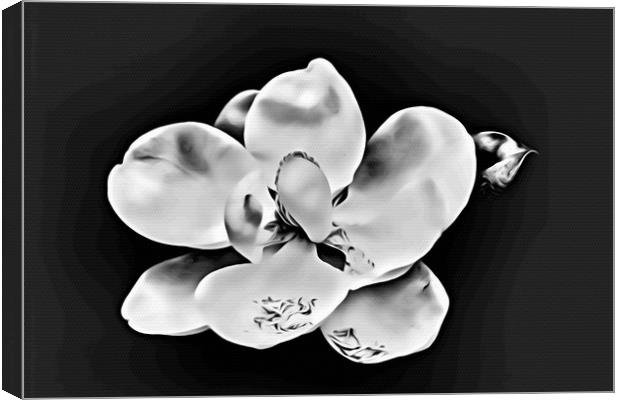 Magnolia Blossom on Black Canvas Print by Darryl Brooks