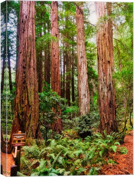Cathedral Grove in Muir Woods Canvas Print by Darryl Brooks