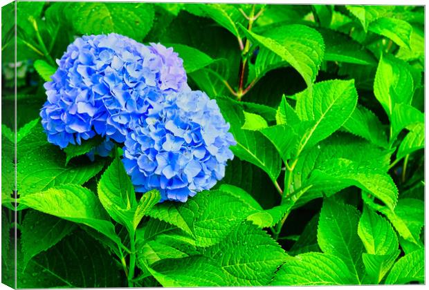 Blue Hydrangea Blooms on Wet Green Leaves Canvas Print by Darryl Brooks