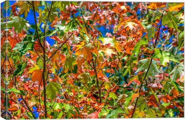 Green Orange and Red Maple Leaves in Fall Canvas Print by Darryl Brooks
