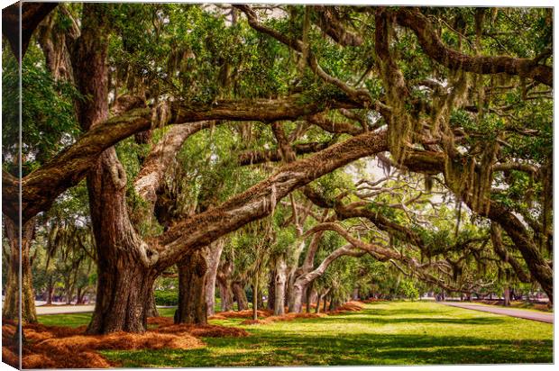Line of Oak LImbs Over Lawn Canvas Print by Darryl Brooks