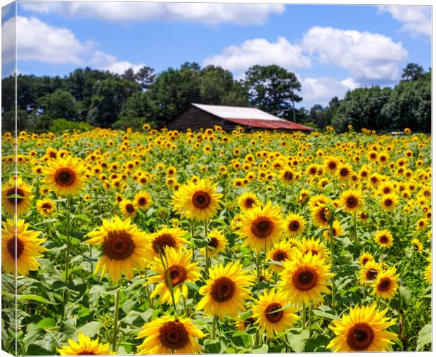 Sunflowers with Barn in Distance Canvas Print by Darryl Brooks