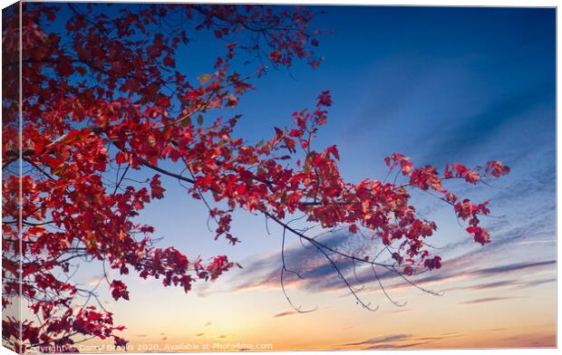 Red Maple Against Sunset Canvas Print by Darryl Brooks