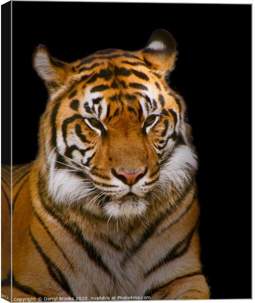 Tiger on Black Canvas Print by Darryl Brooks