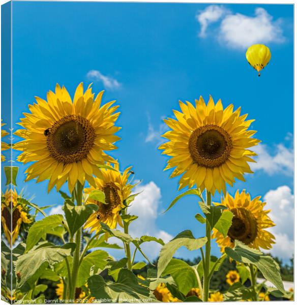 Two Sunflowers on Blue Canvas Print by Darryl Brooks