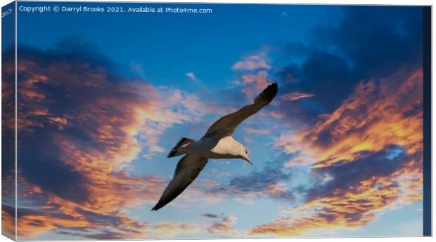 Seagull on Sunset Canvas Print by Darryl Brooks