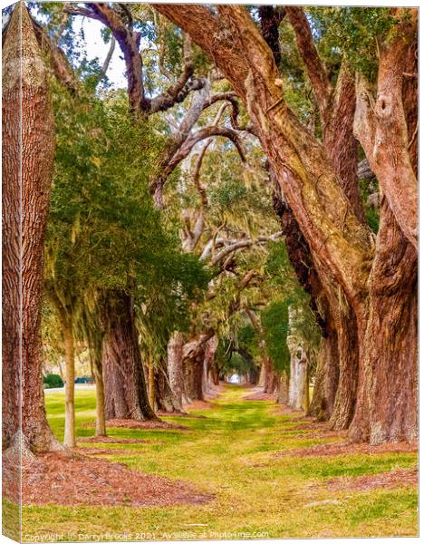 Ancient Oaks in Rows Canvas Print by Darryl Brooks