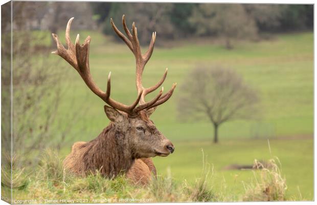 Red Deer Resting Canvas Print by Derek Hickey