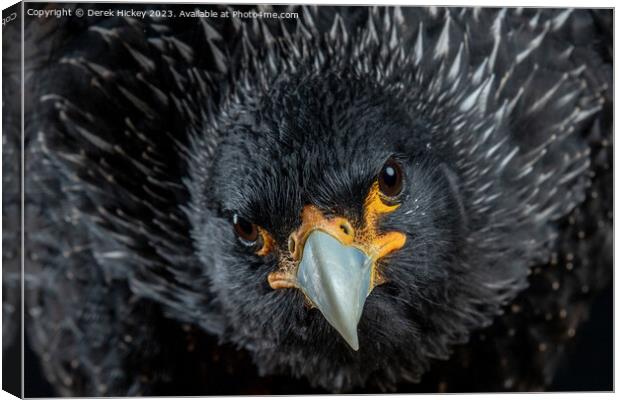 The Glare Canvas Print by Derek Hickey