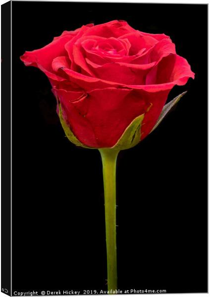 Valentine Rose Canvas Print by Derek Hickey
