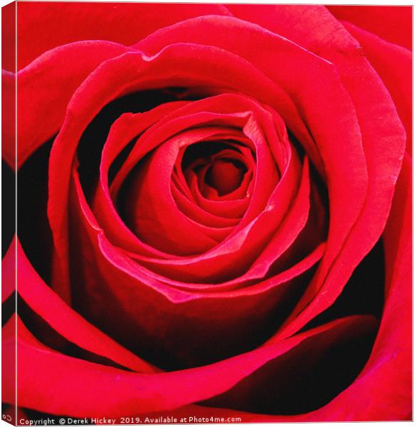 Rose Canvas Print by Derek Hickey