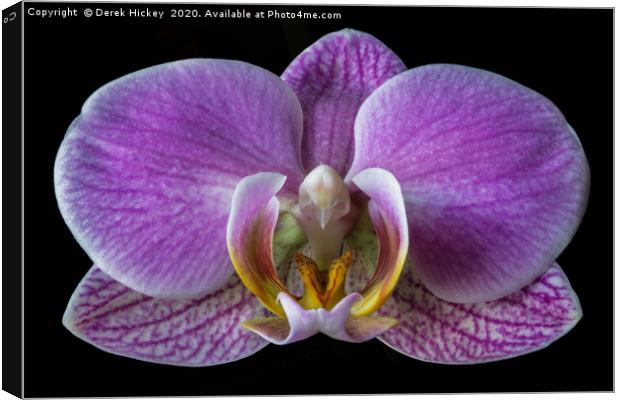 Orchid Canvas Print by Derek Hickey