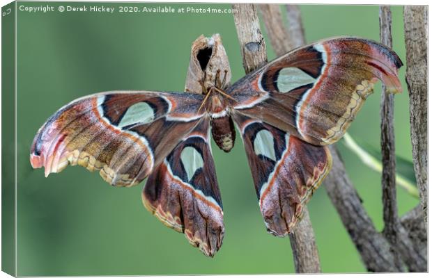 Atlas Moth Canvas Print by Derek Hickey