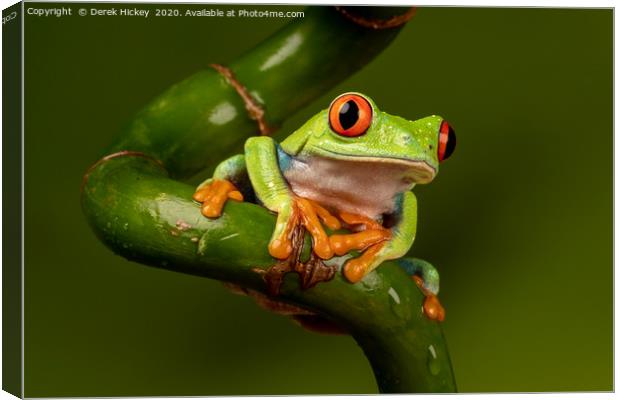 Red Eyed Tree Frog Canvas Print by Derek Hickey